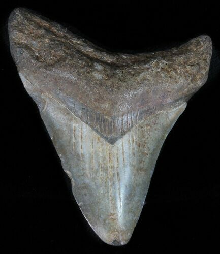 Bargain, Juvenile Megalodon Tooth - Georgia #61705